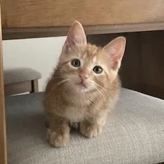 A young small-sized male Tabby (Orange / Red) Domestic Short Hair cat named Jester for adoption in Bentonville, AR