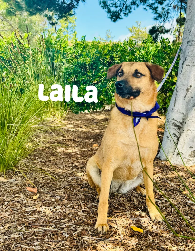 Laila thumbnail 2