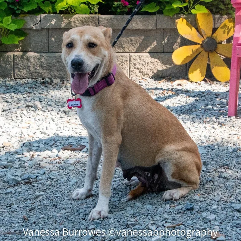 An adult medium-sized female Yellow / Tan / Blond / Fawn Labrador Retriever dog named Sandy for adoption in Wake Forest, NC