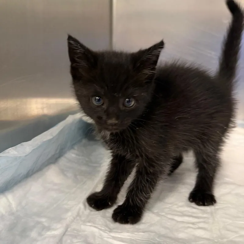 A baby small-sized male Black Domestic Short Hair cat named Burberry for adoption in Greensboro, NC