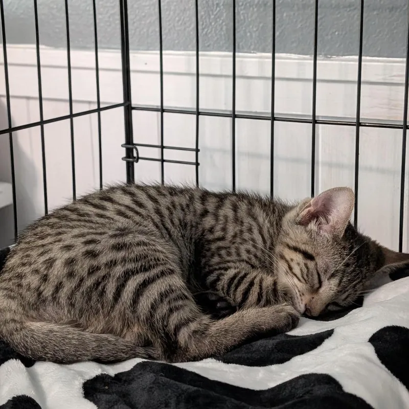 A baby small-sized male Domestic Short Hair cat named Veto for adoption in Allyn, WA