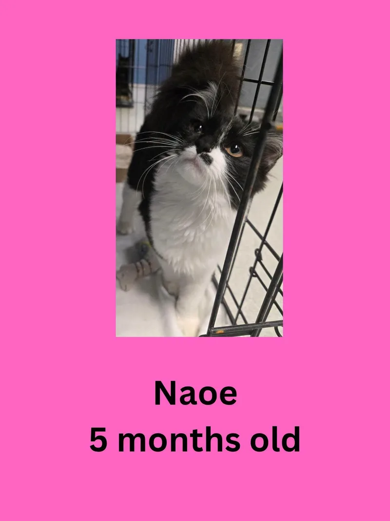 A young small-sized female Domestic Medium Hair cat named Naoe for adoption in Ravenna, OH