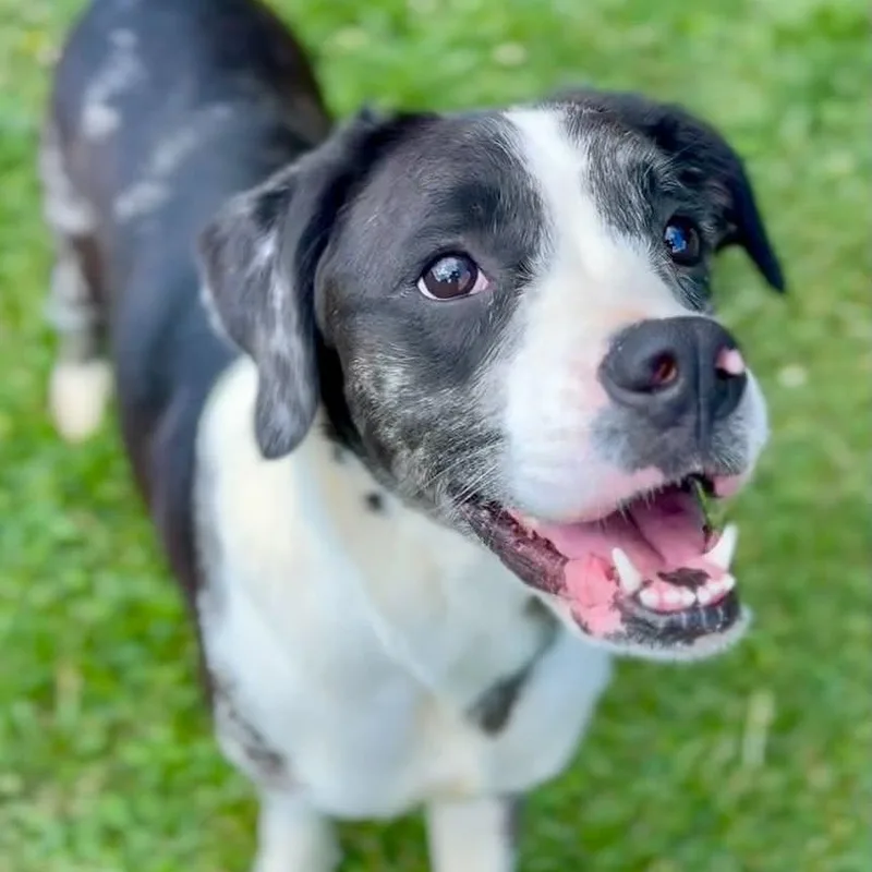 An adult medium-sized female Gray / Blue / Silver Mixed Breed dog named Gwenevere for adoption in Washington Township, OH
