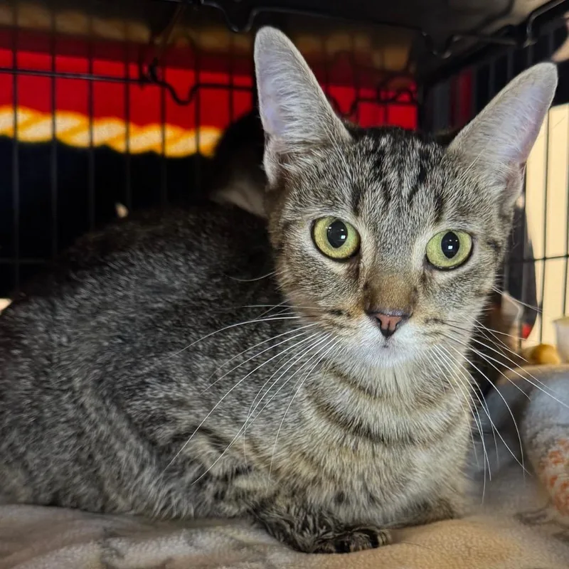 A young medium-sized female Domestic Short Hair cat named Frosty for adoption in Saginaw, MI