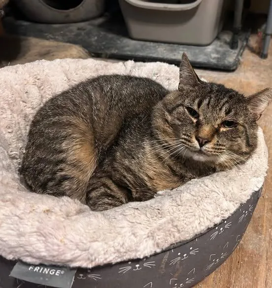 An adult extra large-sized male Tabby (Buff / Tan / Fawn) Domestic Short Hair cat named Tom Sawyer for adoption in East Hartford , CT