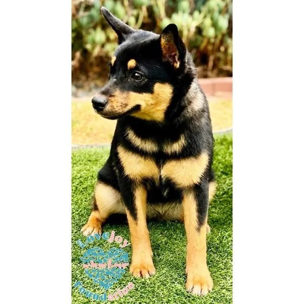A baby medium-sized female Black Border Collie dog named Leah for adoption in Inglewood, CA