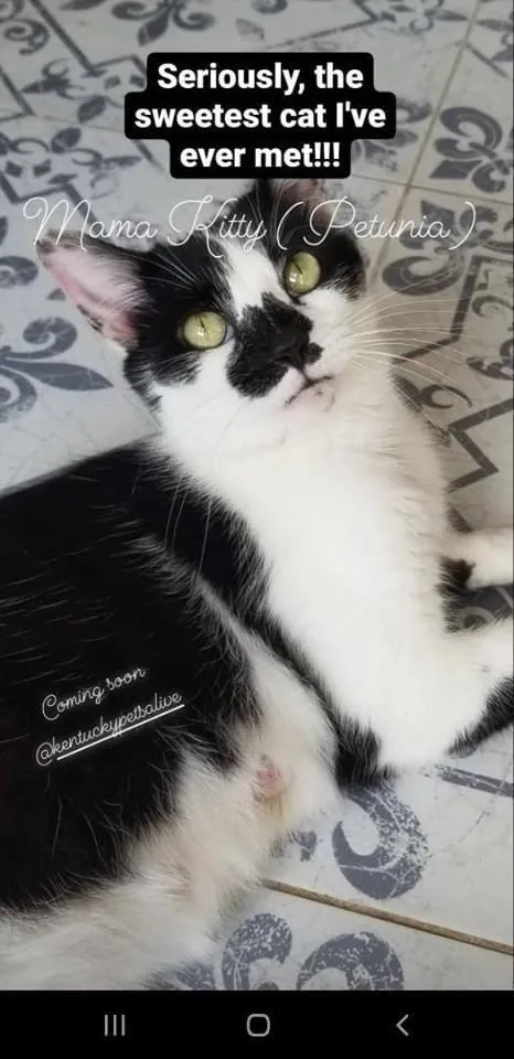 An adult medium-sized female Domestic Short Hair cat named Petunia for adoption in Louisville, KY