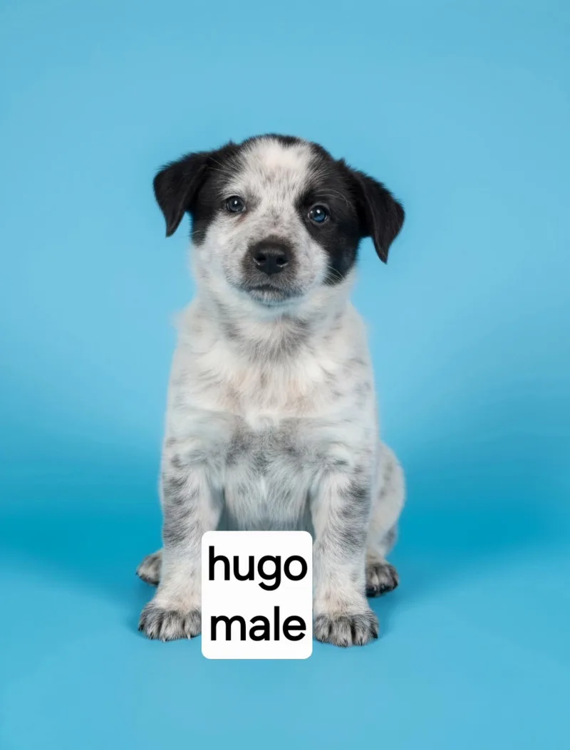 Hugo