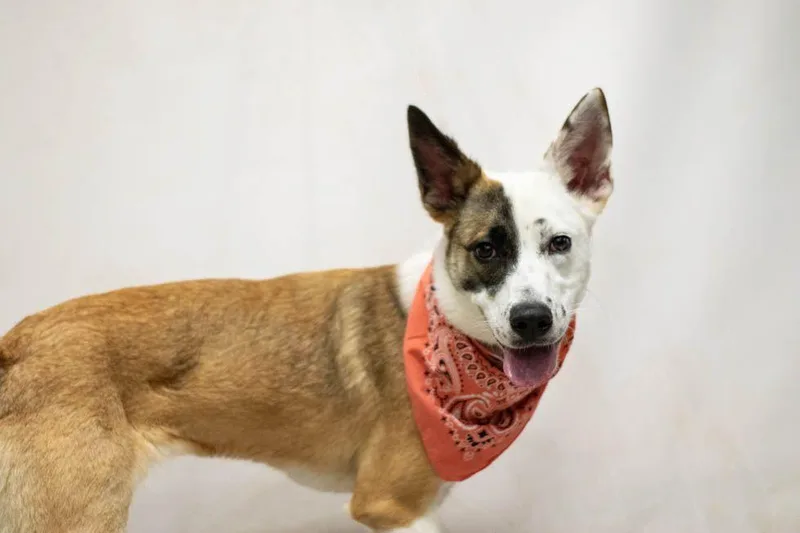 A baby medium-sized female White / Cream Siberian Husky dog named Prim for adoption in Sanford, FL
