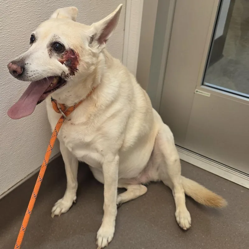 A senior medium-sized female White / Cream Spitz dog named Frannie for adoption in Bend, OR