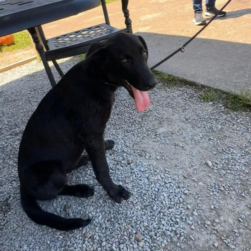 A baby medium-sized female Black Labrador Retriever dog named Ebony for adoption in Bloomfield, CT
