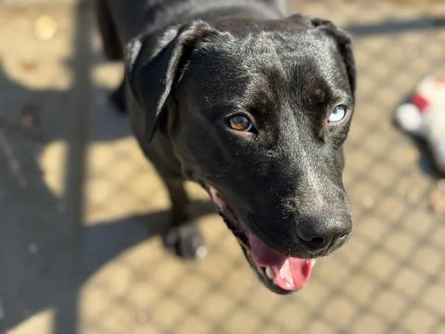 A young large-sized female Labrador Retriever dog named Audio for adoption in Tulsa, OK