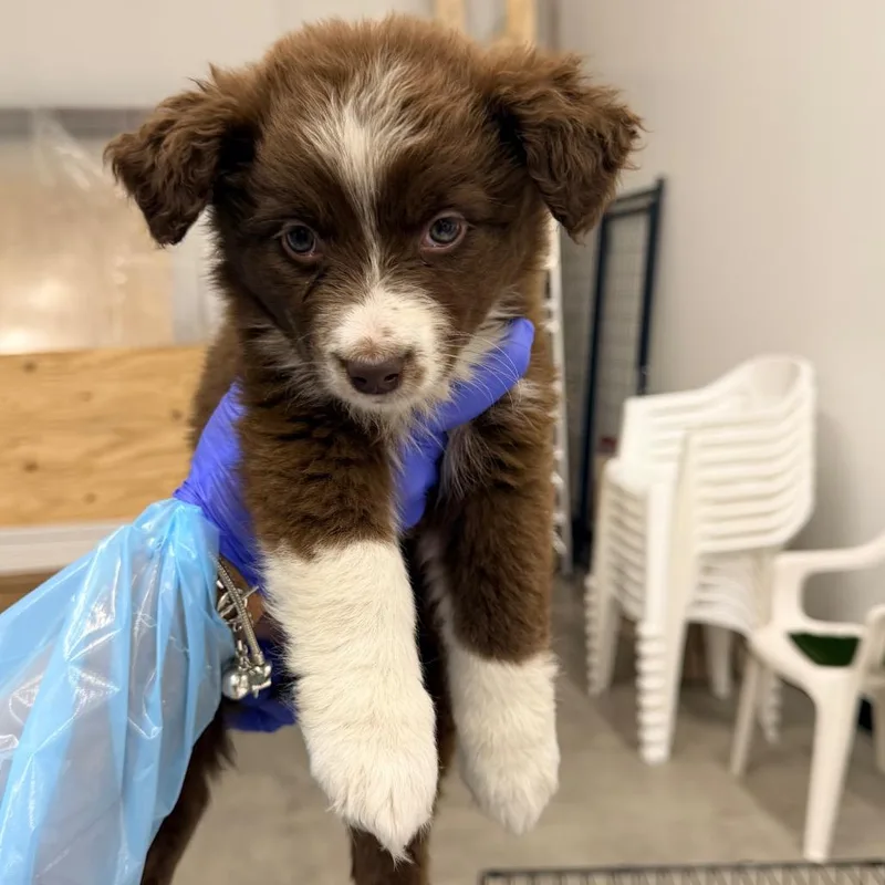 A baby medium-sized female Brown / Chocolate Australian Shepherd dog named Kit for adoption in La Grange, KY