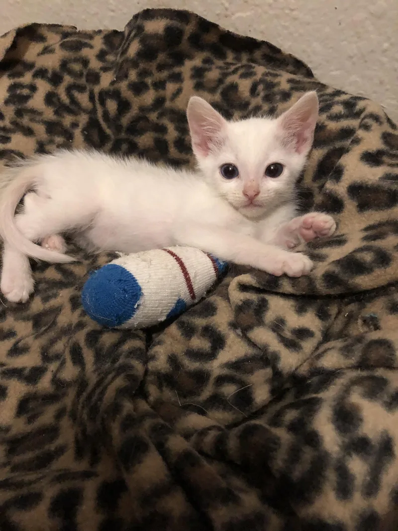 A baby small-sized male Domestic Short Hair cat named Peter Brady for adoption in Mission Viejo, CA