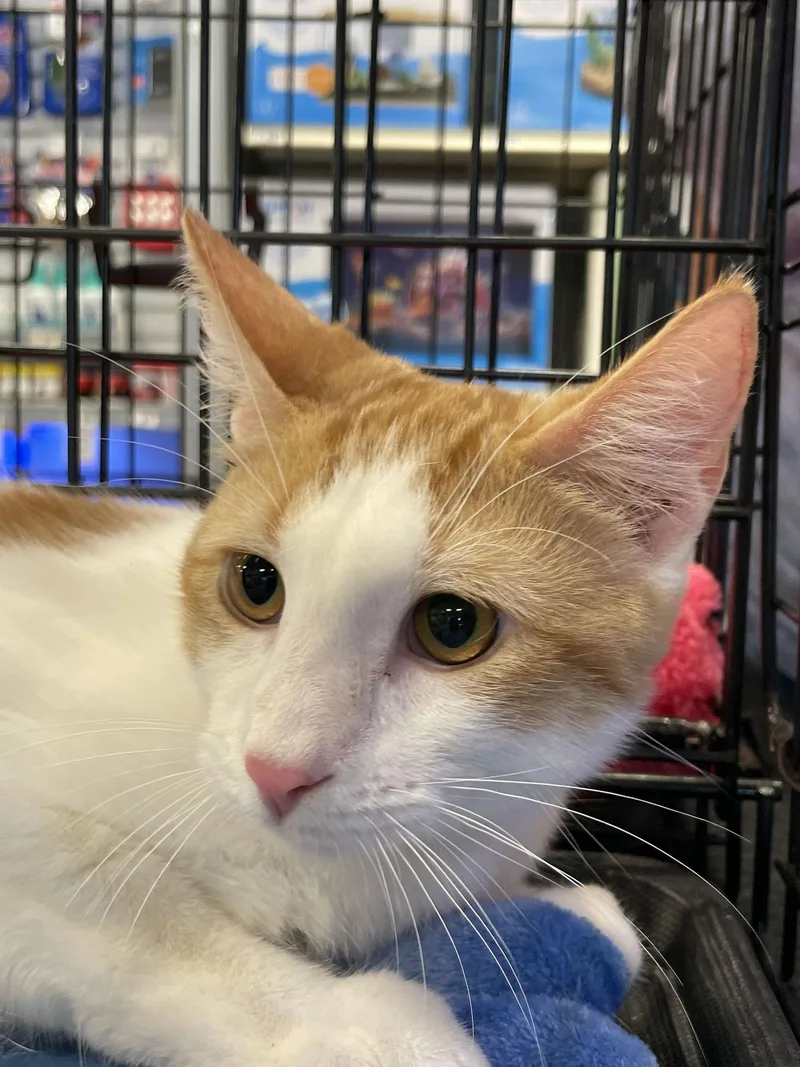 An adult medium-sized male Domestic Short Hair cat named Elliott for adoption in Pompano Beach, FL