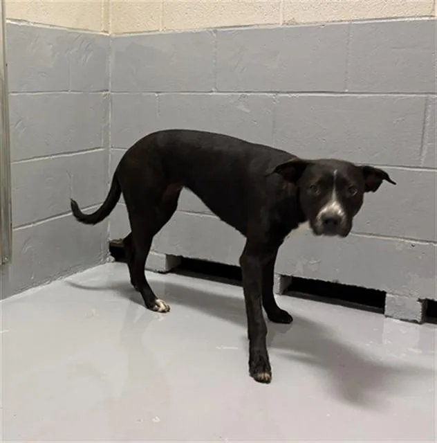 A young large-sized female Pit Bull Terrier dog named Destiny for adoption in Augusta, GA