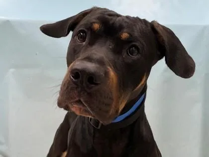 An adult large-sized male German Shepherd Dog dog named Two Tone for adoption in Coon Rapids, MN