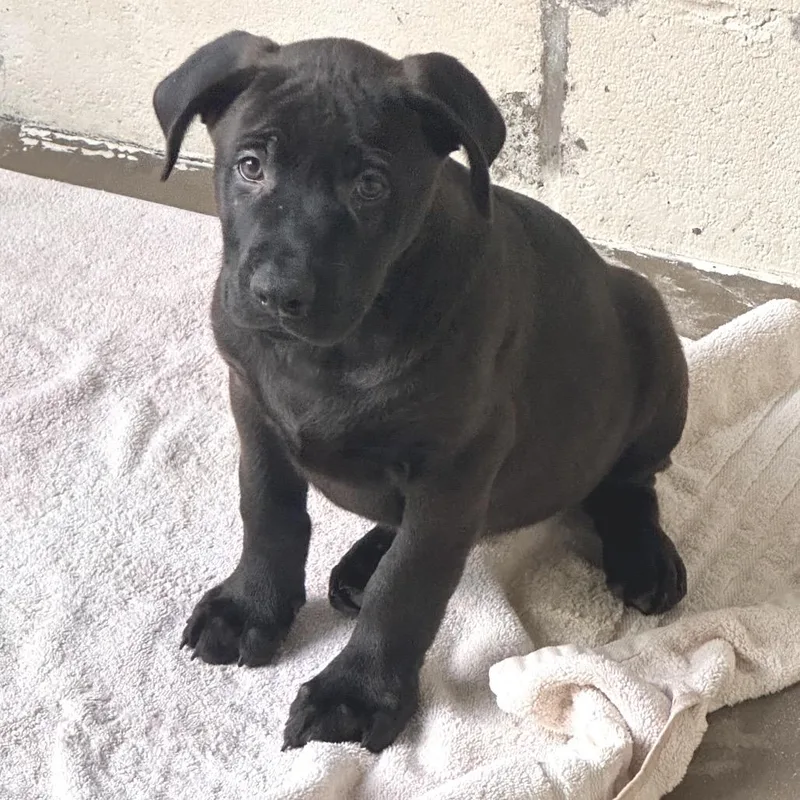 A baby large-sized male Brown / Chocolate Shepherd dog named Hastings for adoption in Loxahatchee, FL