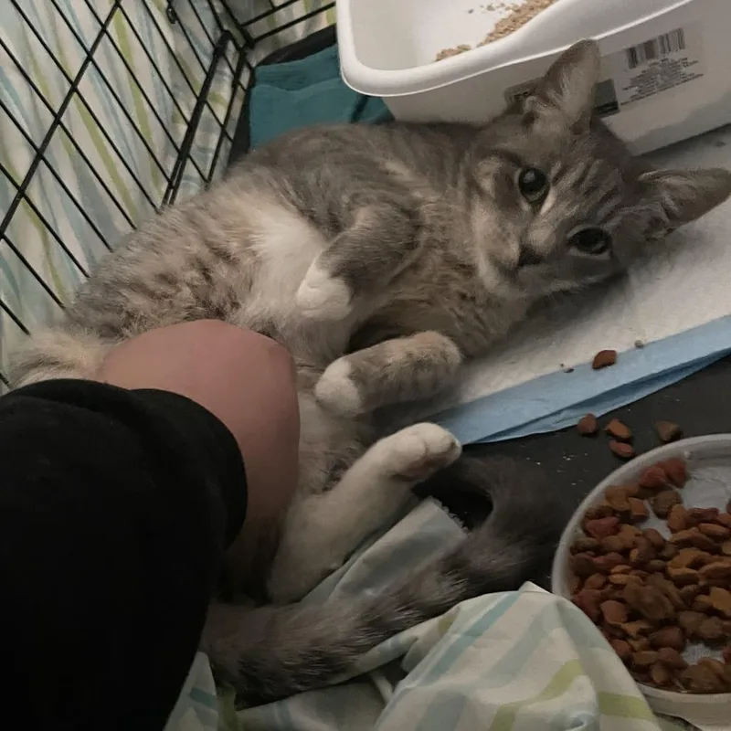 Milo Rocks thumbnail 2