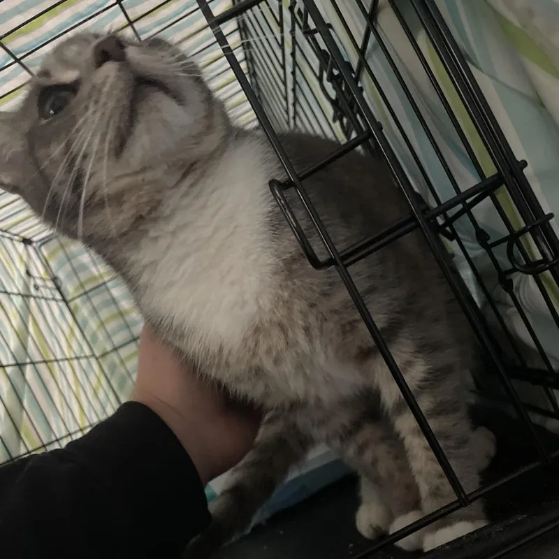 Milo Rocks thumbnail 3