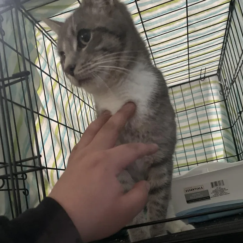 Milo Rocks thumbnail 4