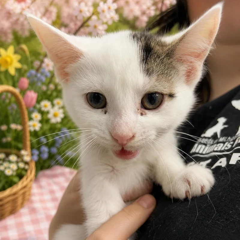 A young medium-sized female Domestic Short Hair cat named Paradox for adoption in Belleville, MI