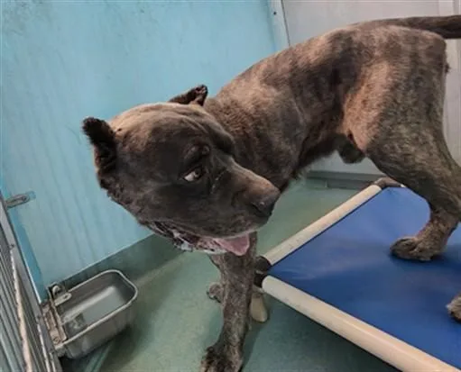 A young medium-sized male Cane Corso dog named Fezzik for adoption in Baldwin Park, CA
