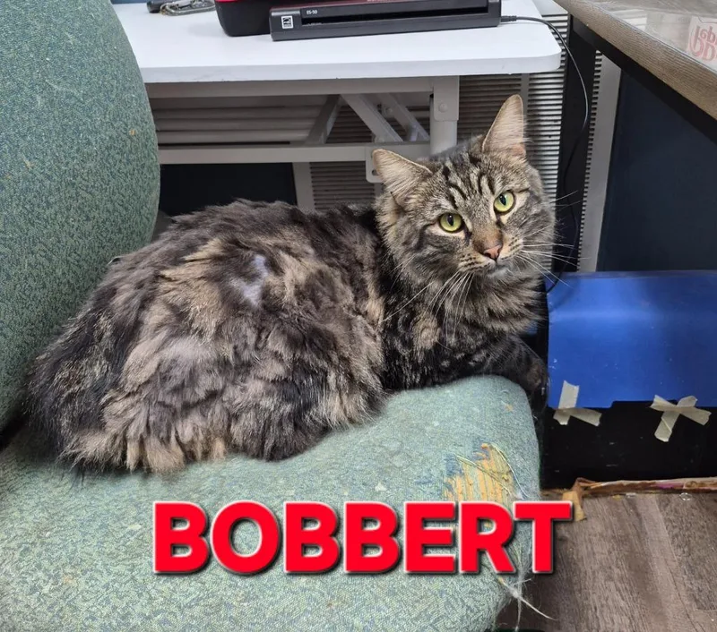 An adult medium-sized male Domestic Medium Hair cat named Bobbert for adoption in Rome, GA