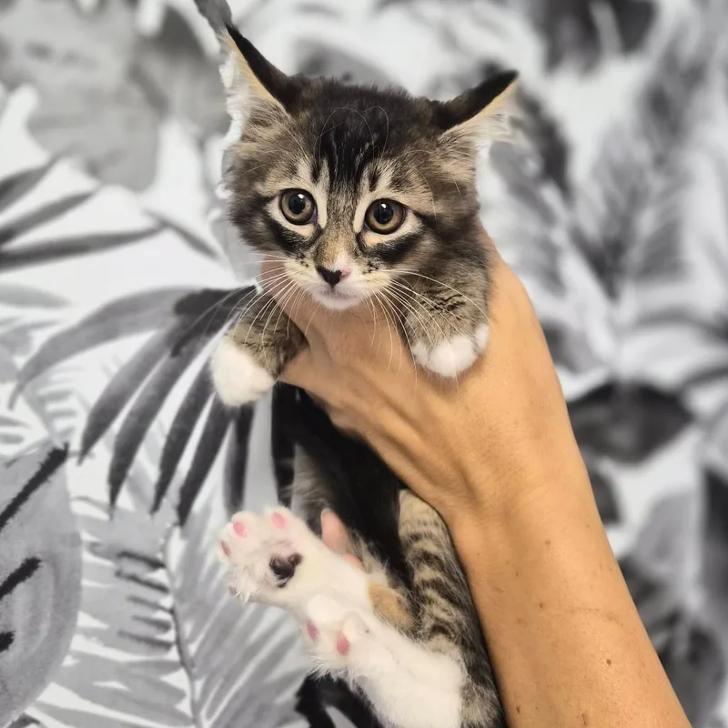 A baby small-sized female Brown / Chocolate Domestic Long Hair cat named Chantarelle for adoption in Wahiawa, HI