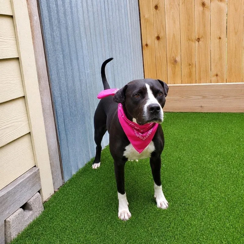 An adult medium-sized female Black American Staffordshire Terrier dog named Jewel for adoption in Oak Point, TX