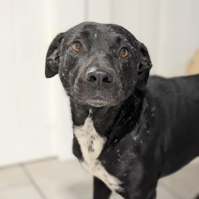 A young medium-sized male Black Pit Bull Terrier dog named Palmer for adoption in Houston, TX