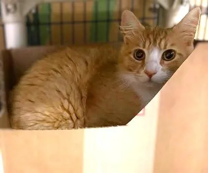 An adult medium-sized male Domestic Long Hair cat named Banana for adoption in Washington, DC
