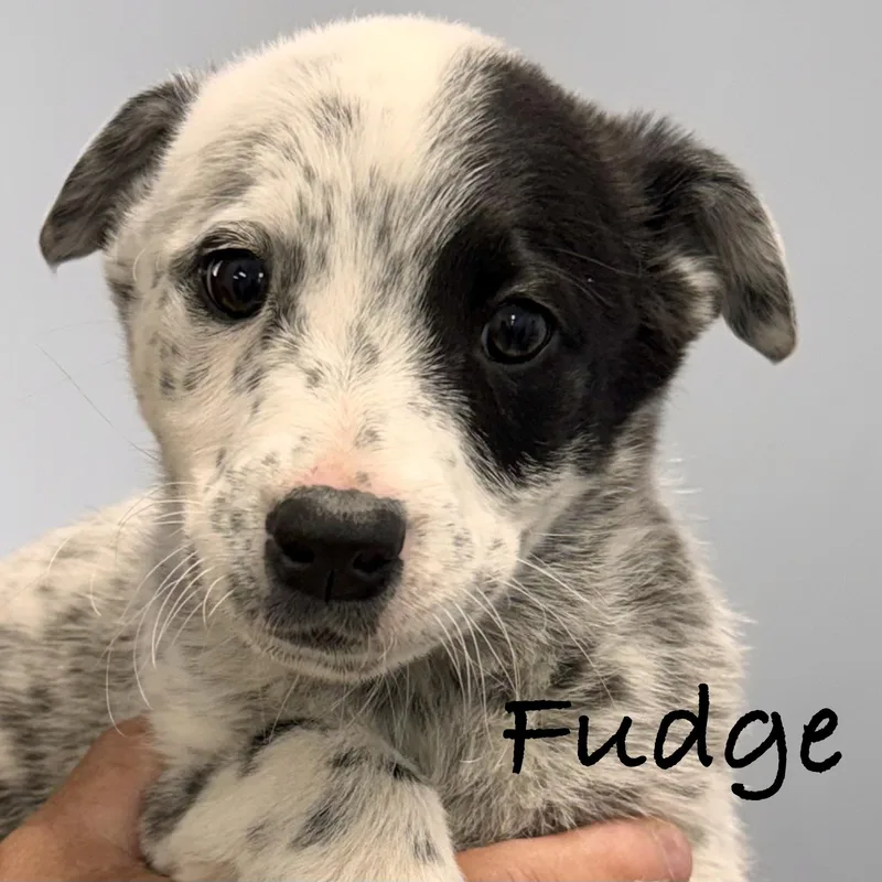Fudge thumbnail 2
