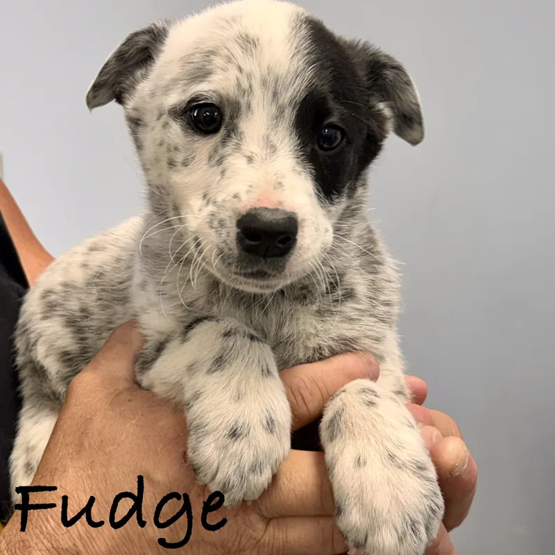 Fudge thumbnail 3