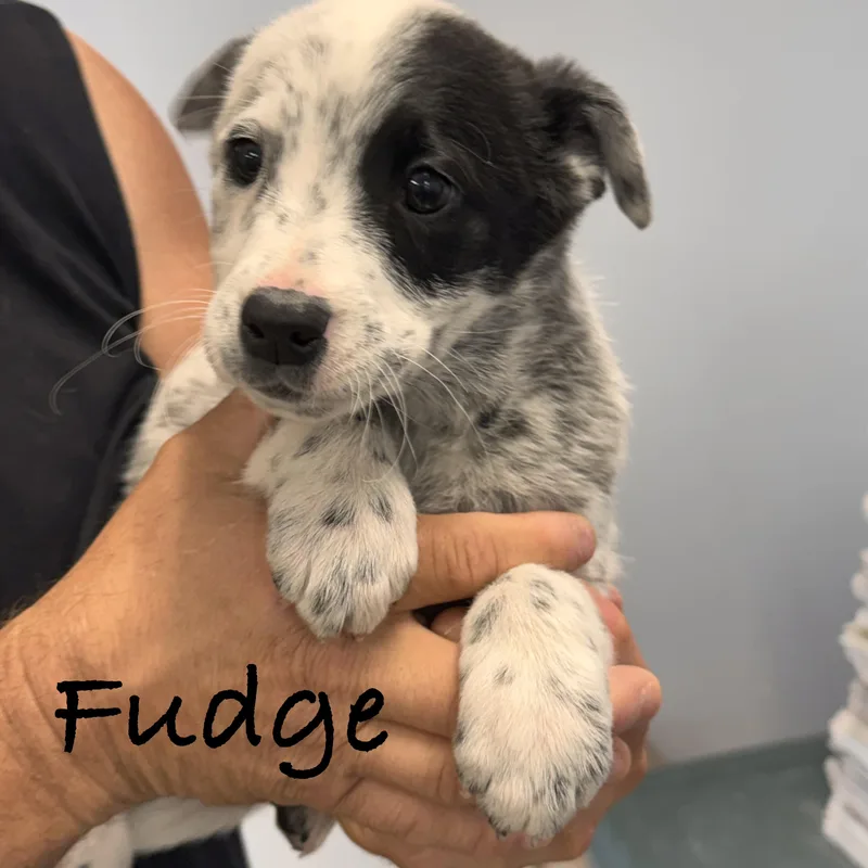 Fudge thumbnail 4