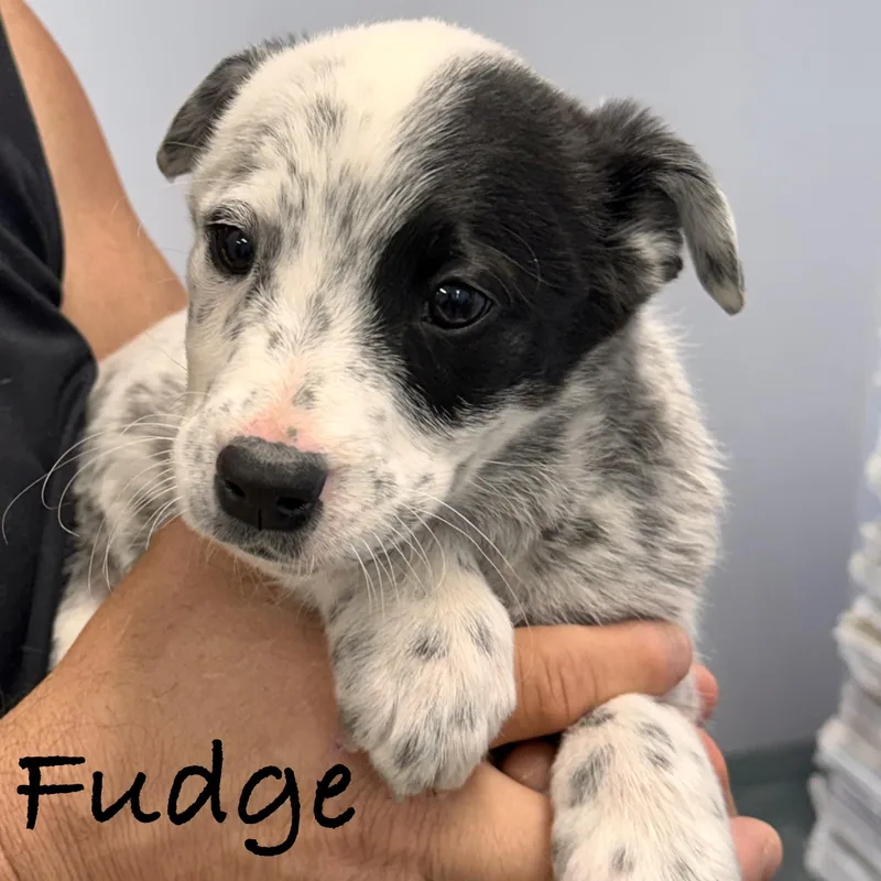 Fudge thumbnail 5