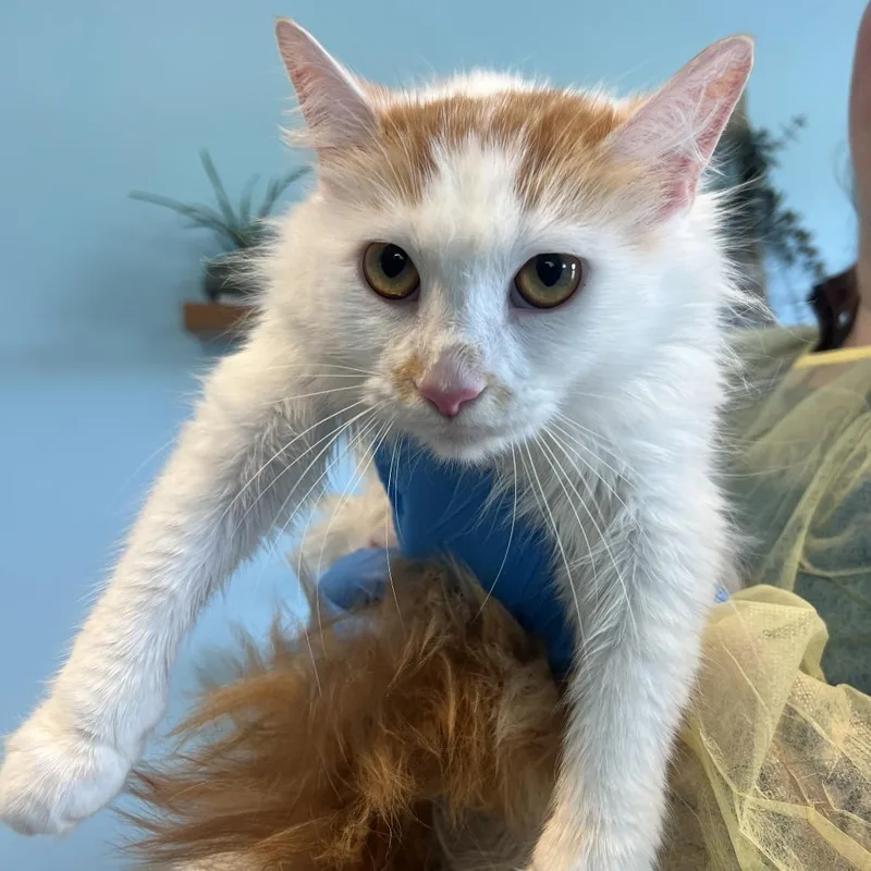 Pennywise The Fluffy Cat