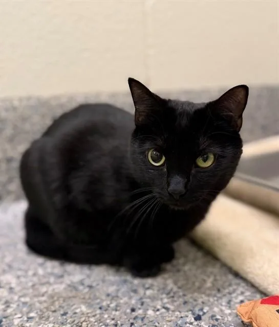 A young large-sized male Domestic Short Hair cat named Batman for adoption in Brighton, CO