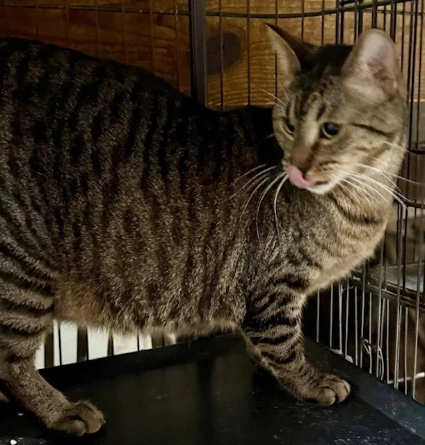 Haley Gentle Big Girl