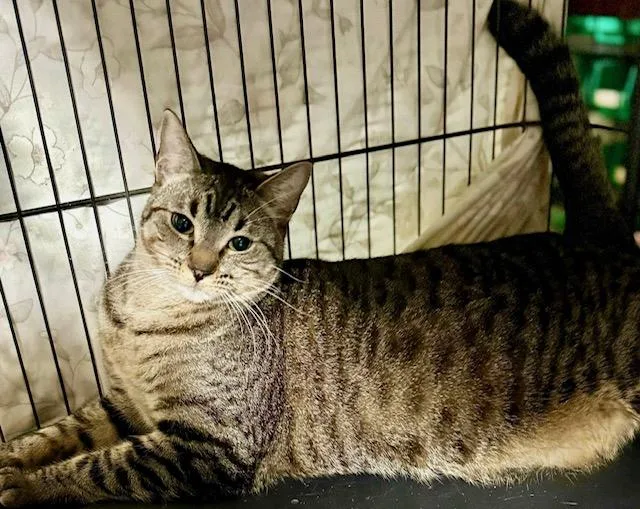 Haley Gentle Big Girl thumbnail 3