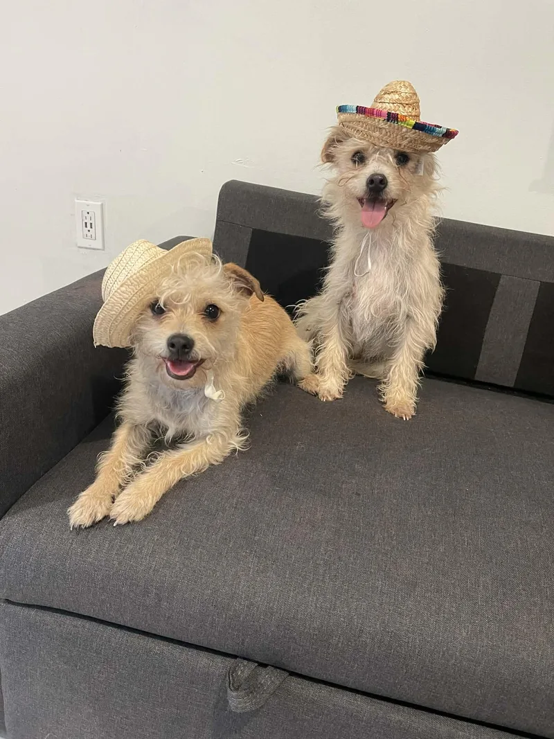 Winston & Weston thumbnail 2