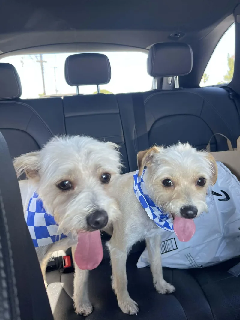 Winston & Weston thumbnail 5