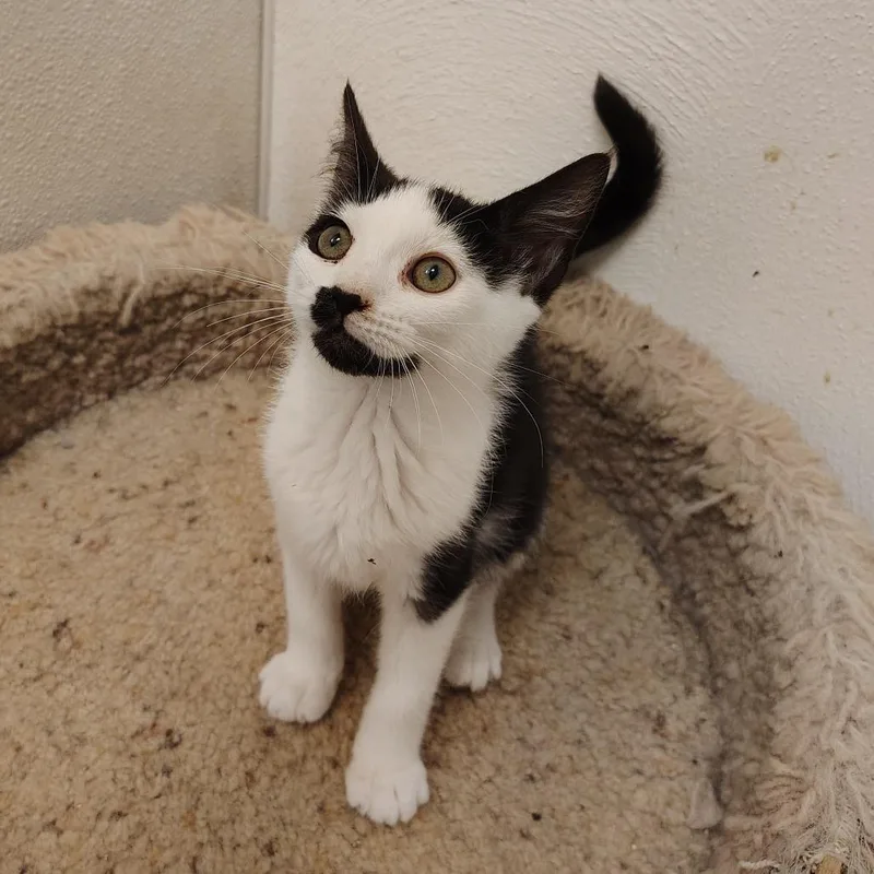A young small-sized female Black & White / Tuxedo Domestic Short Hair cat named Fried Rice for adoption in Indiana, PA