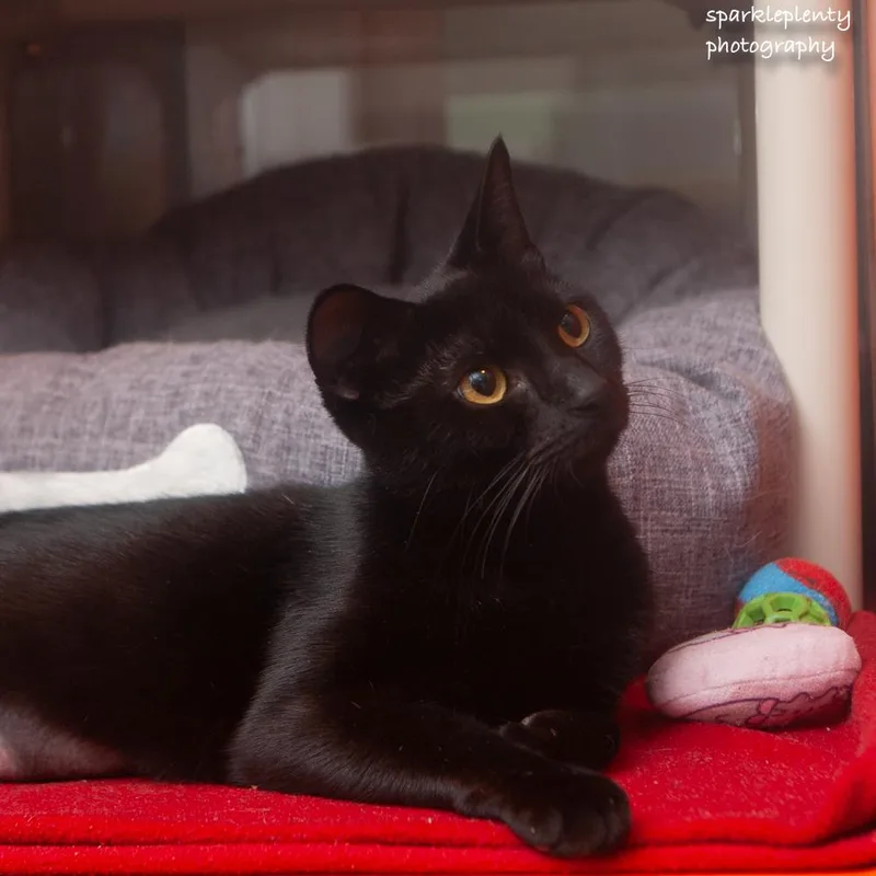 An adult medium-sized female Black Domestic Short Hair cat named Lexi for adoption in Ridgefield, CT