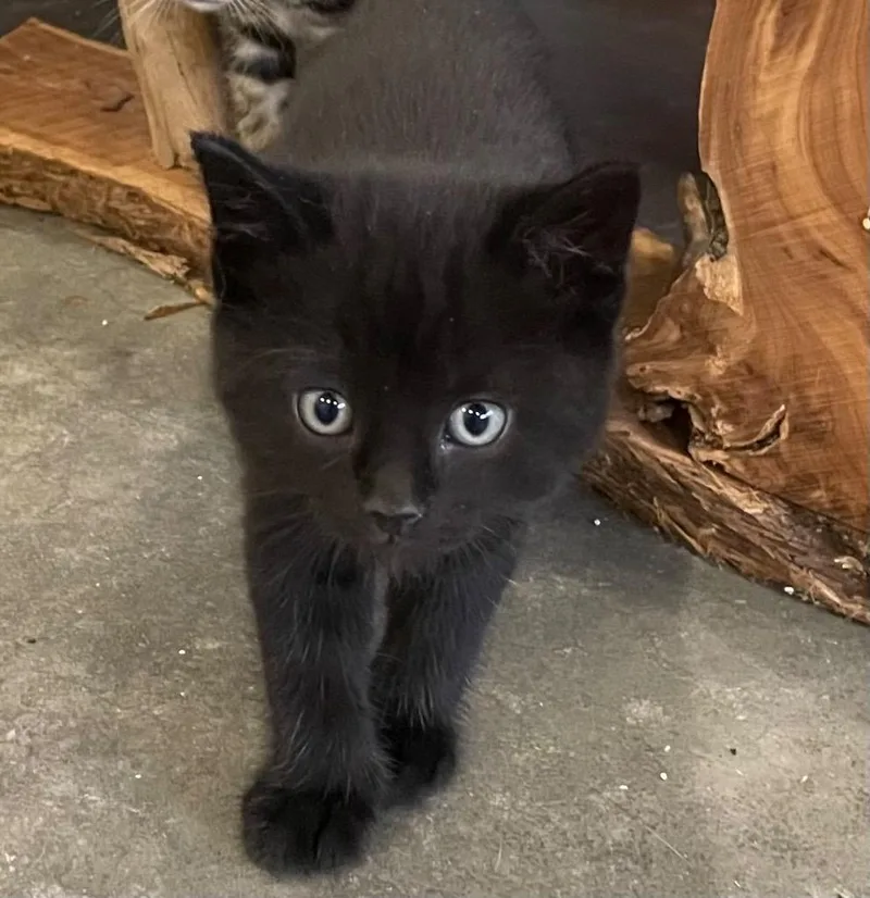 A baby medium-sized male Domestic Short Hair cat named Skipper for adoption in Columbia, IL