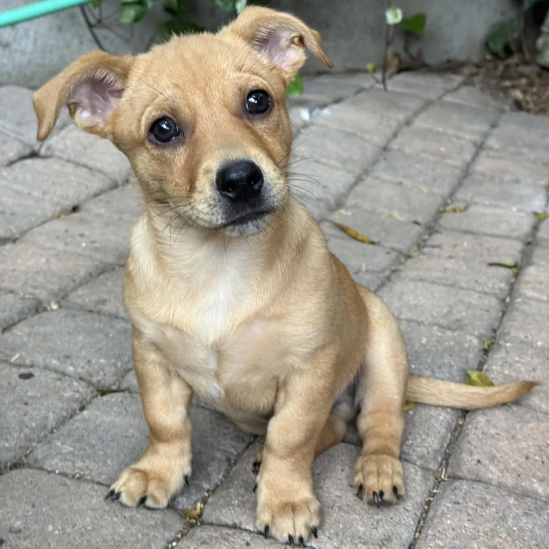 A young small-sized male Yellow / Tan / Blond / Fawn Miniature Poodle dog named Brodie for adoption in Los Angeles, CA