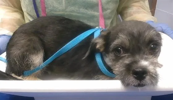 A baby small-sized female Cairn Terrier dog named Pepper for adoption in Phoenix, AZ