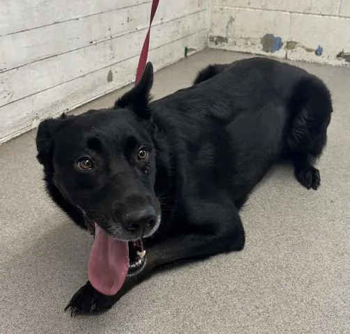 An adult large-sized female Labrador Retriever dog named Shelby for adoption in San Bernardino, CA