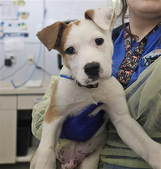 A baby large-sized male Mixed Breed dog named Clyde for adoption in Dallas, TX