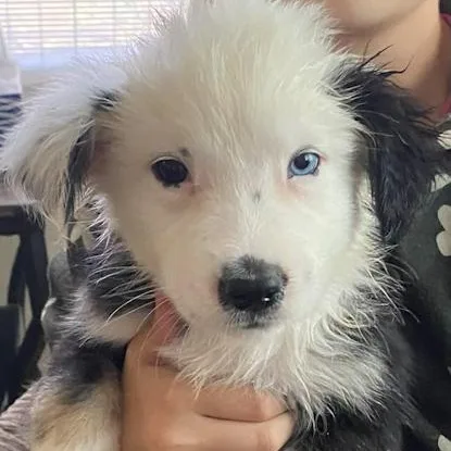 A baby medium-sized female Border Collie dog named Stevie for adoption in Toledo, OH